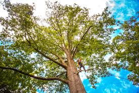 Best Stump Grinding and Removal  in North Port, FL