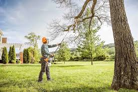 Best Tree Removal  in North Port, FL