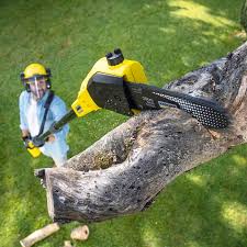 Best Tree Disease Treatment  in North Port, FL