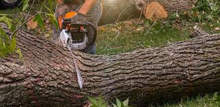 Best Lawn Mowing  in North Port, FL