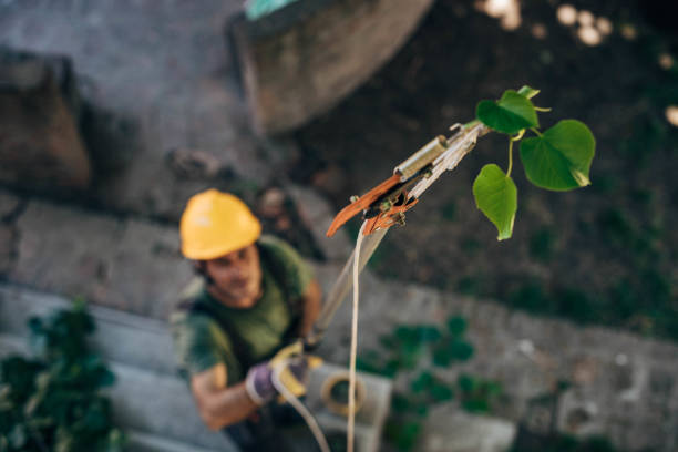 Best Tree Preservation Services  in North Port, FL