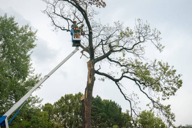 How Our Tree Care Process Works  in  North Port, FL
