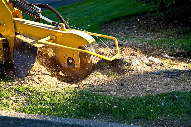 Best Lawn Renovation and Restoration  in North Port, FL