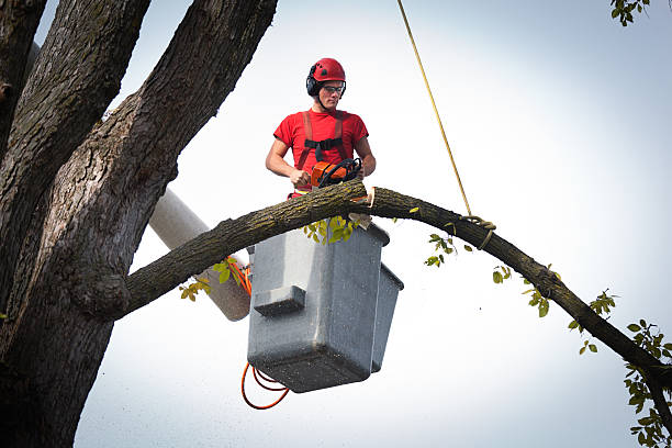 Best Fruit Tree Pruning  in North Port, FL